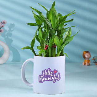 Lucky Bamboo Plant In Hello Beautiful Pot