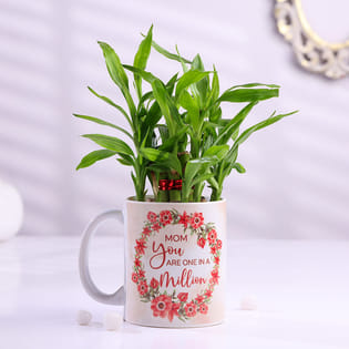 Lucky Bamboo Plant in Mom Appreciation Mug