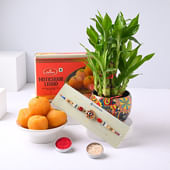 Lucky Bamboo Plant In Rangoli Pot Laddoo N Flower Rakhi