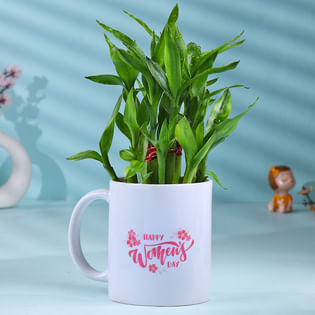 Lucky Bamboo Plant In White Womens Day Pot