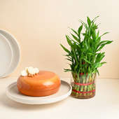 Lucky Bamboo Plant N Choco Butterscotch Cake Combo