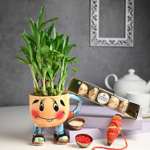 Lucky Bamboo Plant N Chocolate Combo