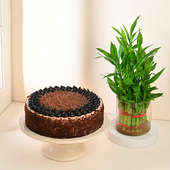 Lucky Bamboo Plant With Chocolate Cake Combo