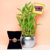 Good Luck Indoor Plant with Orchid Metal Vase and One Beautiful Designer Rakhi