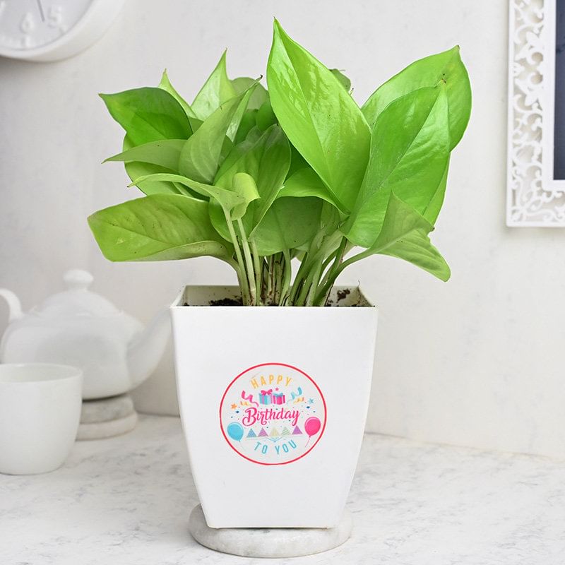 Birthday Money Plant Online