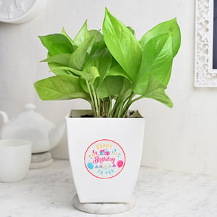 Lucky Birthday Plant