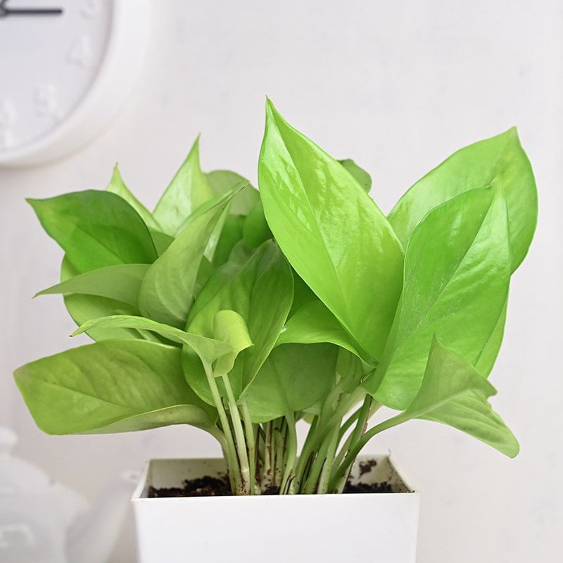 Buy Birthday Money Plant Online