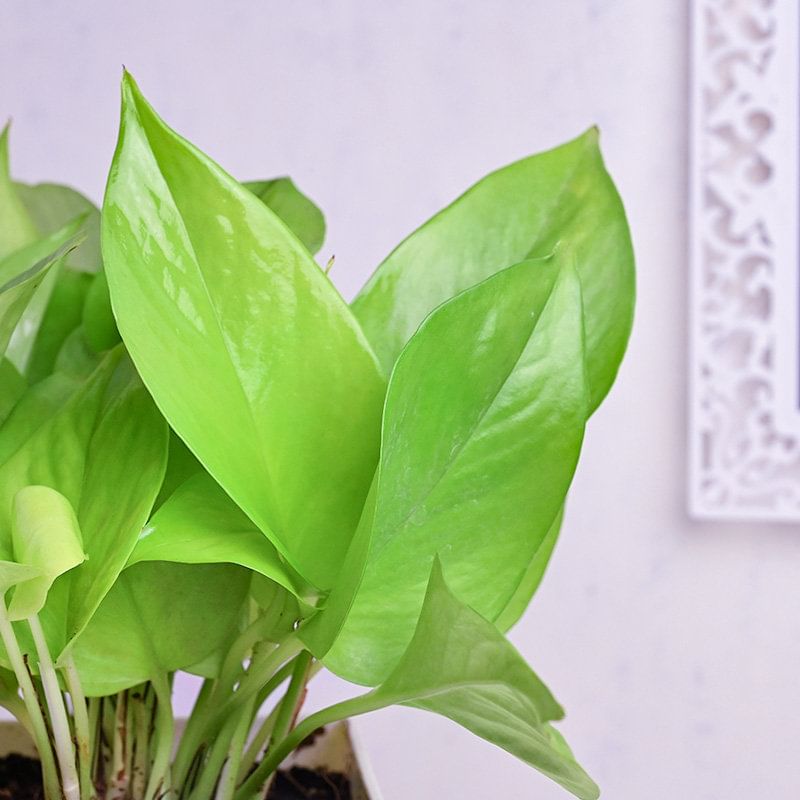 Order Birthday Money Plant Online