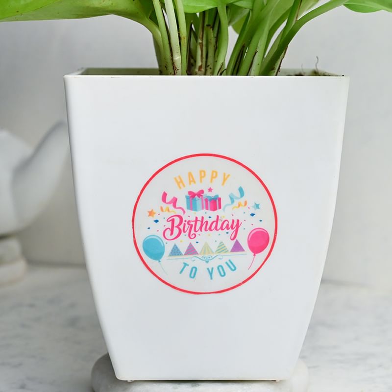 Order Birthday Money Plant