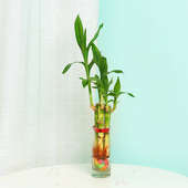 Lucky Bamboo Plant in a Shot Glass