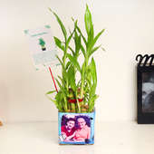 Lucky Bamboo Gift For Father's Day