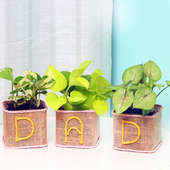 Foliage Plants Combo for Dad