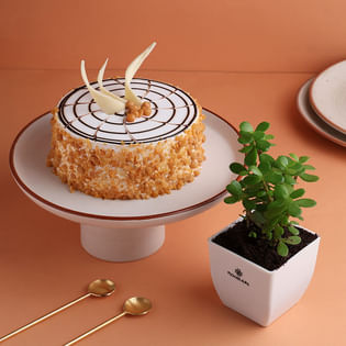 Lucky Jade Plant N Butterscotch Cake