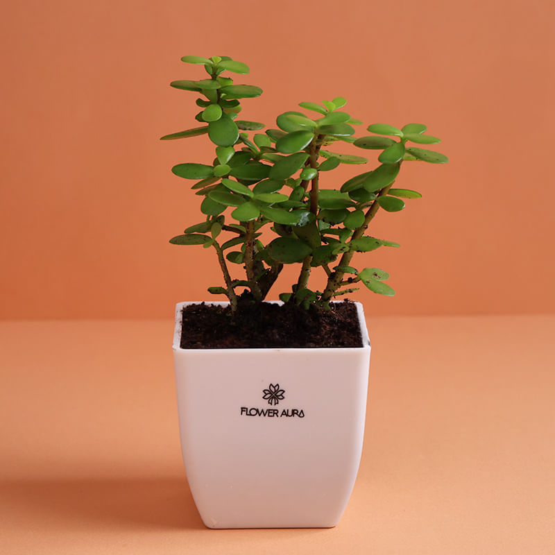 Product Image Video