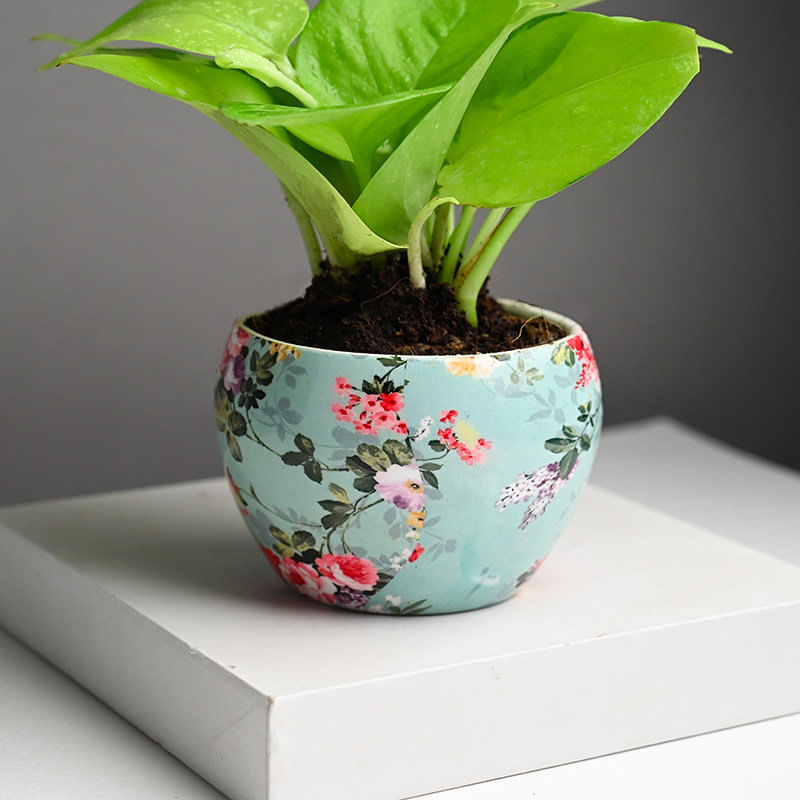 Lucky Leafy Money Plant Online