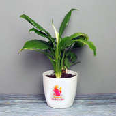 Peace Lily Plant in a White Vase for Mom