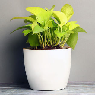 Lucky Money Plant
