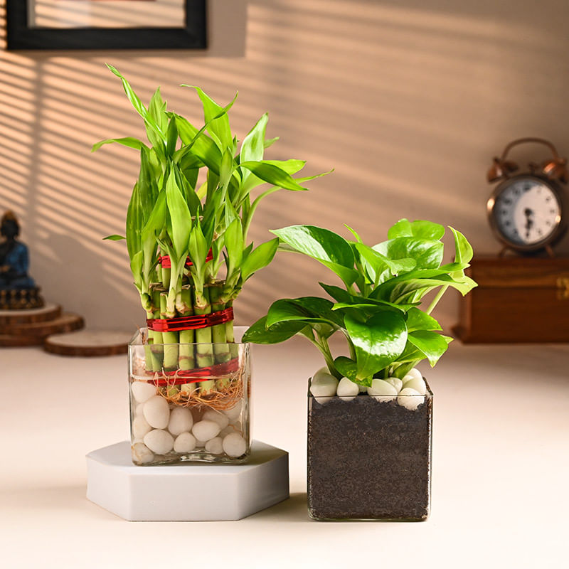 Buy Lucky Money Plant Combo Online