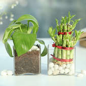 Combo of Money Plant and Bamboo Plant