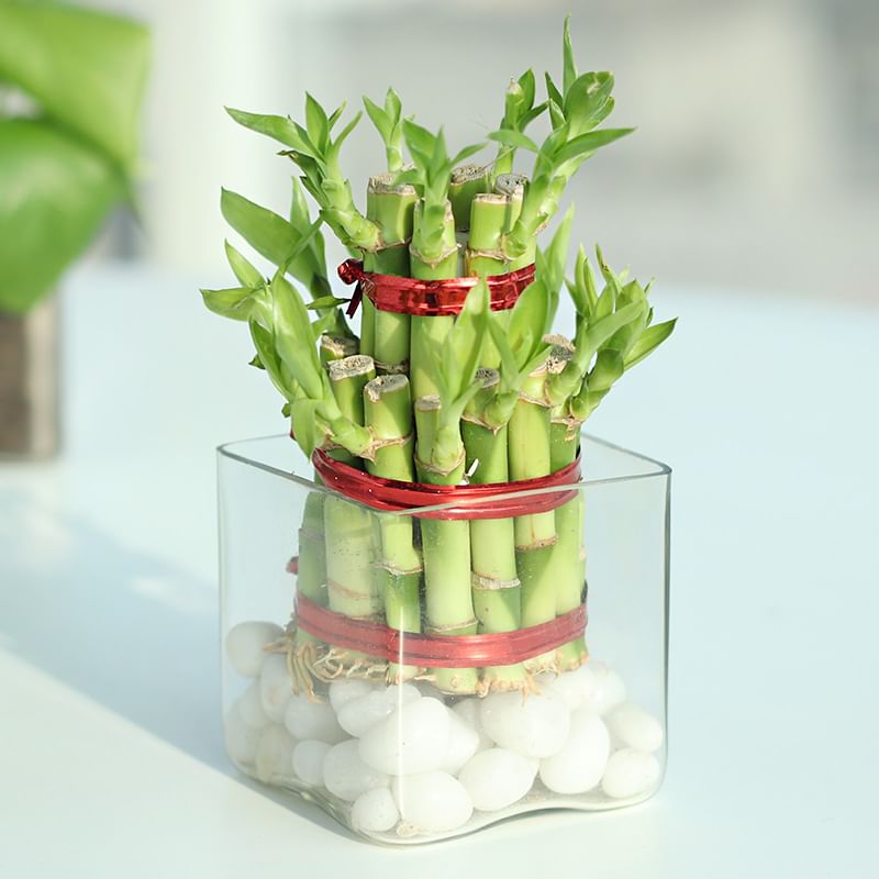 Send Lucky Money Plant Combo Online