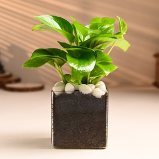 Buy Lucky Money Plant Combo Online