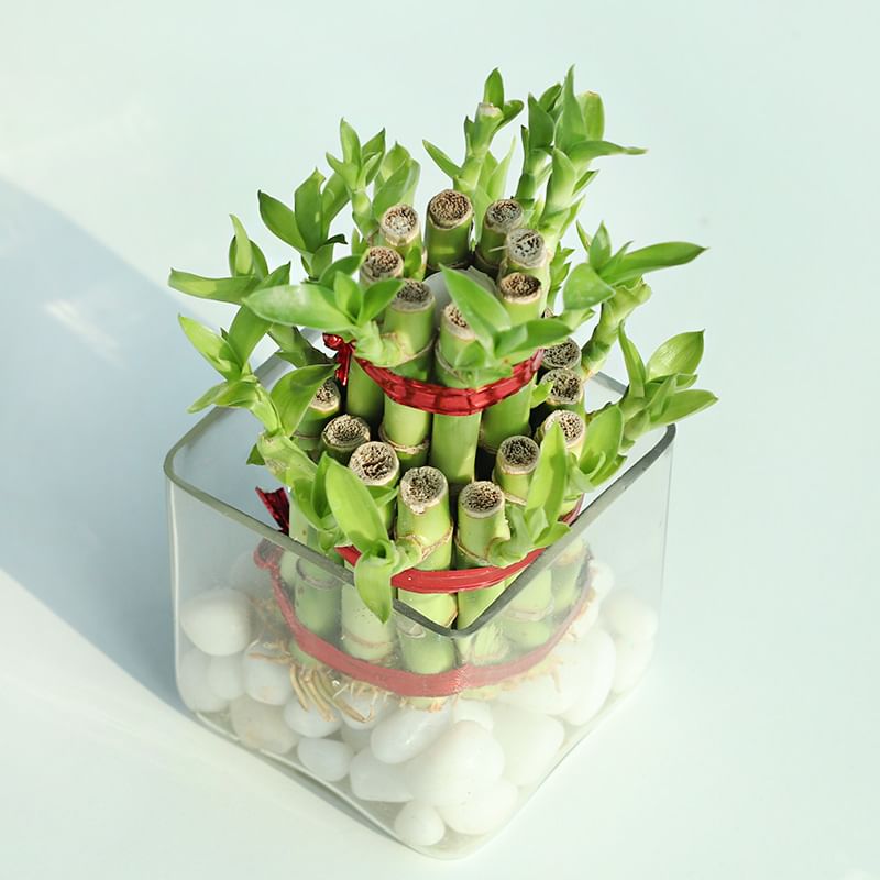 Buy Lucky Money Plant Combo Online