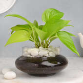 Buy Lucky Money Plant in a Glass Vase online 