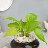Order Lucky Money Plant in a Glass Vase online