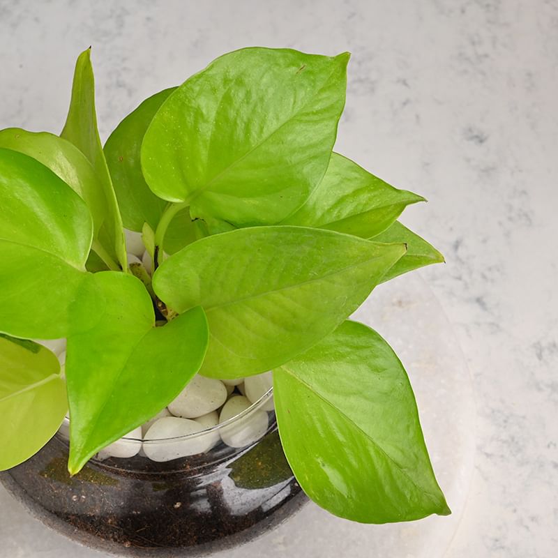 Lucky Money Plant in a Glass Vase online