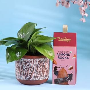Lucky Money Plant With Choco Almonds Treats