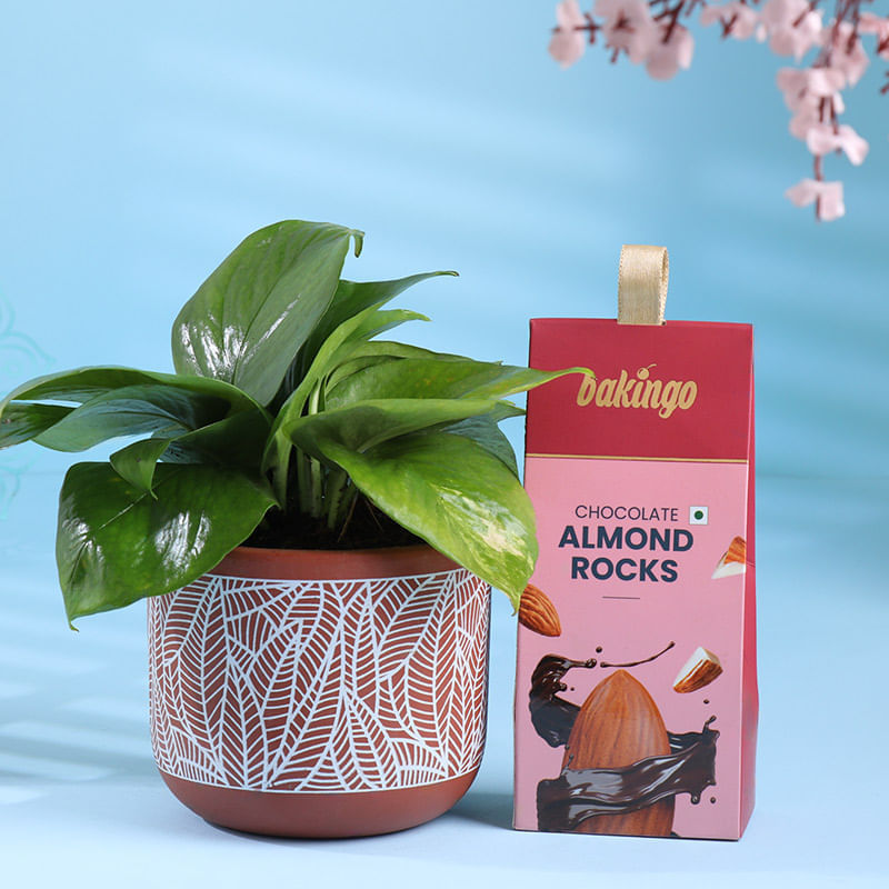 Lucky Money Plant With Choco Almonds Treats