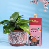 Lucky Money Plant With Choco Almonds Treats