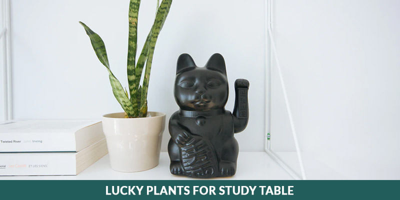 Lucky Plants for Study Table