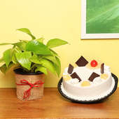 Money Plant with Pineapple Cake Combo