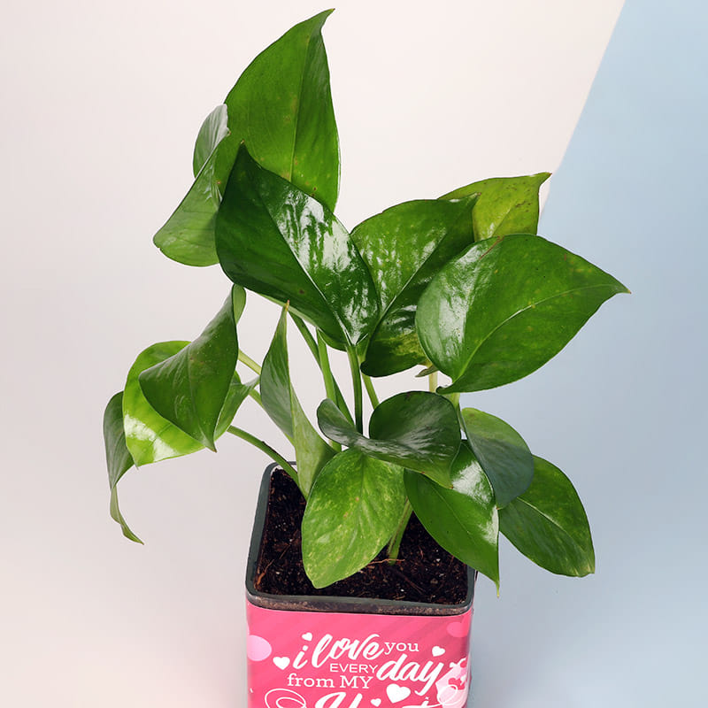 Buy Lucky Valentines Plant Online