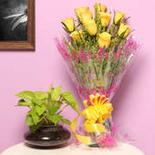 Lucky Yellow Combo - Good Luck Plant Indoors in Potpourri Vase with Bunch of 10 Yellow Roses