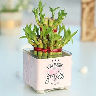 Lucky Bamboo