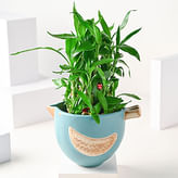 Lucky Plants