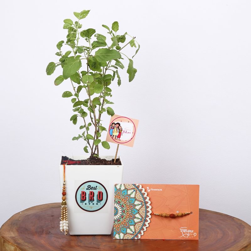 Lumba Rakhi Set With Tulsi Plant