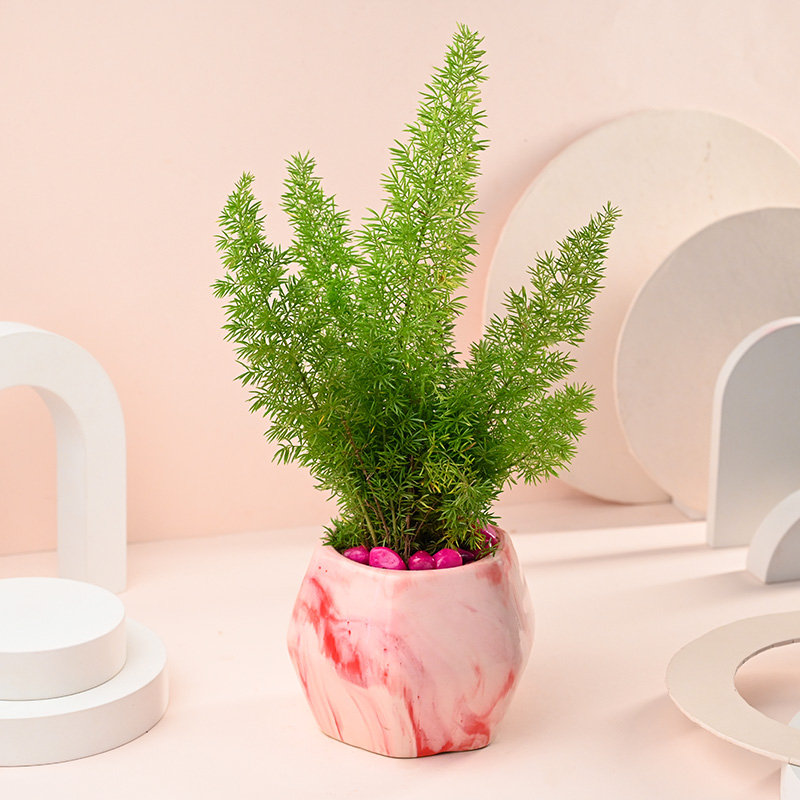 Lush Asparagus In Pink Pot
