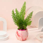 Lush Asparagus In Pink Pot