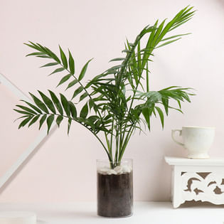 Lush Chamaedorea Plant In Glass Pot