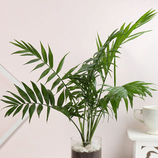 Buy Chamendoria Plant