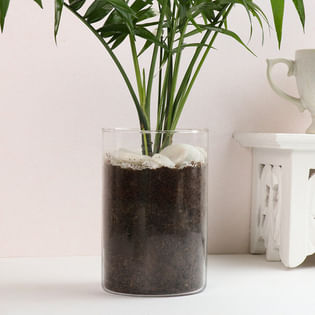 Buy Chamendoria Plant Online