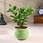 Lush Ficus Compacta Plant