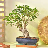 Lush Ficus Microcarpa