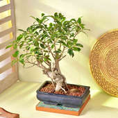 Send Lush Ficus Microcarpa Online