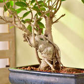Order Lush Ficus Microcarpa