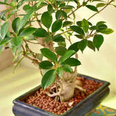 Buy Lush Ficus Microcarpa