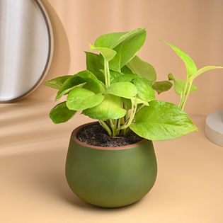 Lush Golden Money Plant In Terracotta Vase